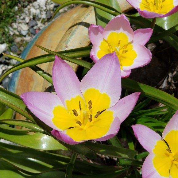 Meet your Posher, Michelle - Picture 3 of 4